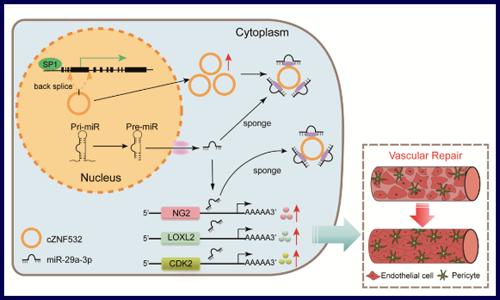 入股不虧！你必須 pick 的 circRNA