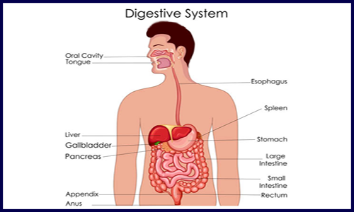 周四有課 | 消化系統(tǒng)疾病多組學(xué)聯(lián)合分析交流會(huì)