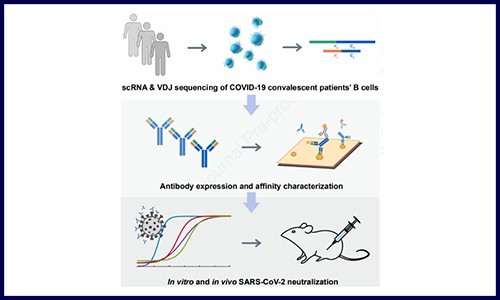 文獻(xiàn)解讀 | 單細(xì)胞測序鑒定高親和力新冠抗體