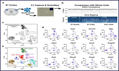 干貨分享丨一文詳解單細(xì)胞核 RNA 測序（snRNA-seq）應(yīng)用與進(jìn)展