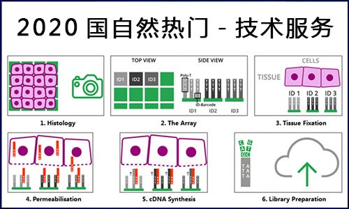國(guó)自然熱點(diǎn) | 伯豪生物空間轉(zhuǎn)錄組測(cè)序服務(wù)，你 Pick 了嗎？