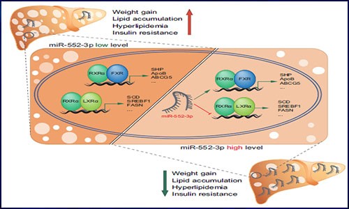 非編碼 RNA 高分文獻(xiàn)分享
