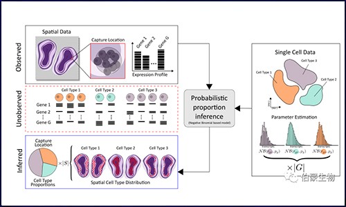 空間轉(zhuǎn)錄組聯(lián)合單細(xì)胞測(cè)序 | 闡明細(xì)胞類型及空間位置信息