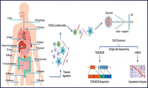 單細胞測序 | 繪制同一人體 15 個器官細胞圖譜，揭示器官異質(zhì)性