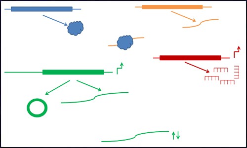 文獻(xiàn)集錦│2021 年度 1 月 - 2 月 ceRNA 研究匯總