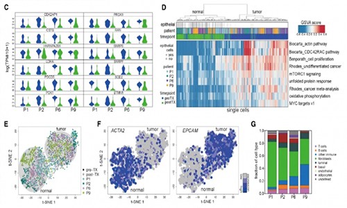 單細胞測序加速藥物研發(fā) | 協(xié)同治療