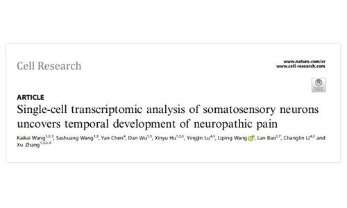Cell Res | 中科院神經(jīng)所張旭研究組通過單細(xì)胞轉(zhuǎn)錄組分析揭示神經(jīng)性疼痛隨時間的發(fā)展趨勢
