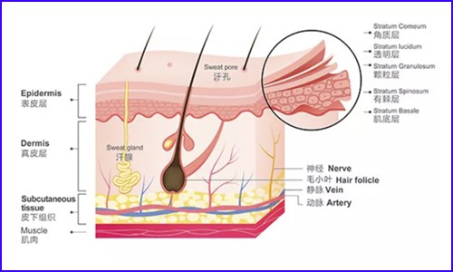 技術(shù)應(yīng)用 | 單細(xì)胞測(cè)序技術(shù)在皮膚研究中的應(yīng)用