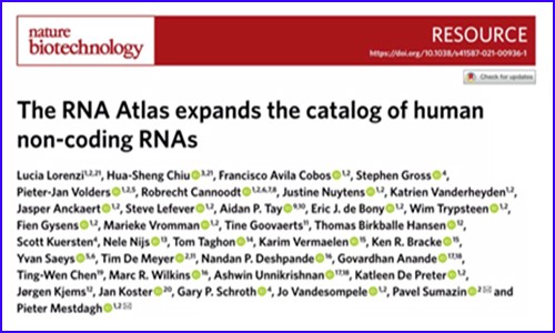 更全面的人類轉(zhuǎn)錄組圖譜 | 基于 300 種人類細(xì)胞和組織類型繪制，非編碼 RNA 數(shù)量增加 8%