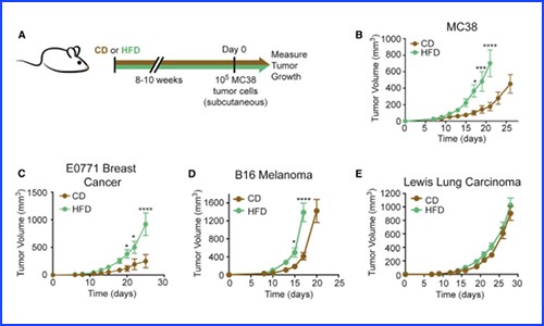 CELL 文章 | 代謝組 + 蛋白組 + 單細(xì)胞轉(zhuǎn)錄組揭示肥胖重塑腫瘤微環(huán)境的作用機(jī)制