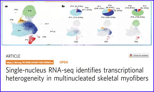 文獻(xiàn)解讀 |snRNA-seq 揭示了一個(gè)調(diào)節(jié)產(chǎn)熱的脂肪細(xì)胞亞群