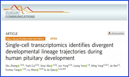 發(fā)育生物學(xué) | 單細(xì)胞測序揭示人垂體發(fā)育過程中不同譜系的軌跡