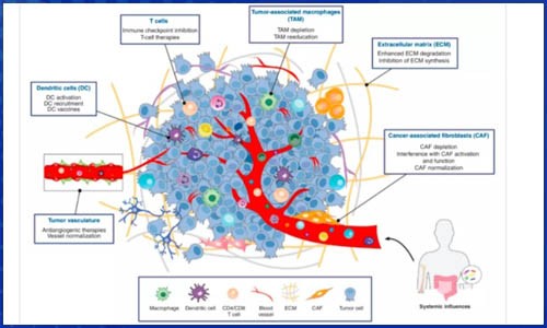 免疫研究 | 單細(xì)胞測序技術(shù)在癌癥免疫治療領(lǐng)域研究綜述