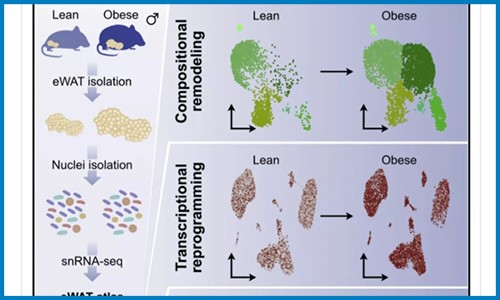 單細(xì)胞抽核 |snRNA-seq 技術(shù)揭示肥胖發(fā)生過程中脂肪組織重塑機(jī)制