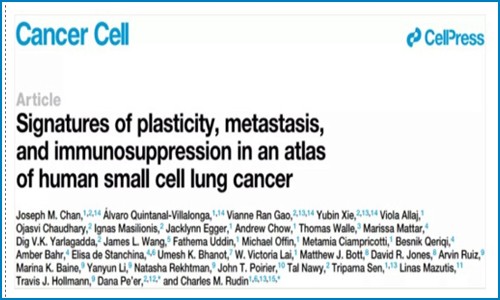 Cancer Cell | 基于小細(xì)胞肺癌單細(xì)胞圖譜，鑒定與轉(zhuǎn)移、免疫抑制及預(yù)后相關(guān)的細(xì)胞亞群