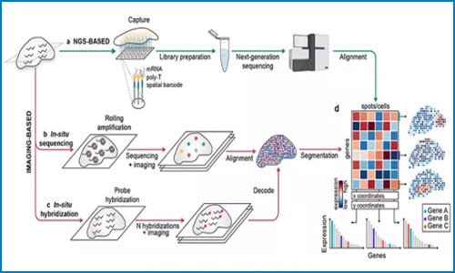 Nature 綜述 | 利用空間轉(zhuǎn)錄組技術(shù)探索組織結(jié)構(gòu)