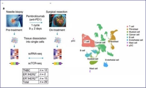 單細(xì)胞測(cè)序 | 抗 PD1 治療期間乳腺癌患者腫瘤變化的單細(xì)胞圖譜