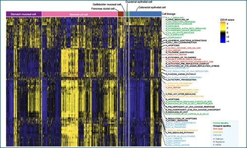 scRNA-seq 揭示轉(zhuǎn)移性胃腺癌異質(zhì)性及預(yù)后特征