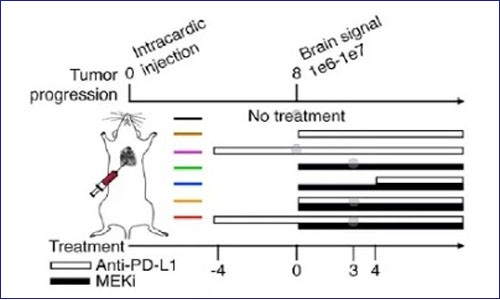 多組學(xué)揭示 PD -1/L1 結(jié)合 MAPK 靶向治療可提高抗腫瘤免疫和療效