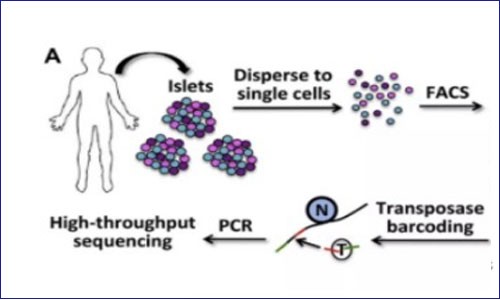 ATAC-seq 聯(lián)合 RNA-seq 思路分享