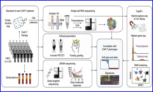 單細(xì)胞測(cè)序 | 揭示 CAR- T 細(xì)胞治療大 B 細(xì)胞淋巴瘤患者的特征