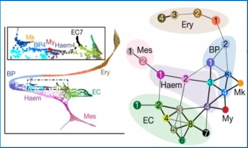 單細(xì)胞測(cè)序 | 單細(xì)胞測(cè)序描述小鼠原腸胚形成和發(fā)育的軌跡