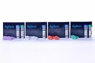 SoloPack Gold 感受態(tài)細胞