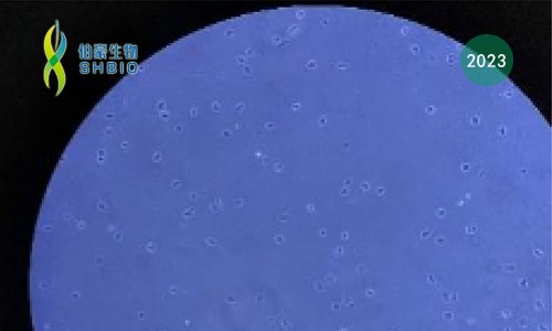 伯豪生物 FFPE 石蠟樣本多組學(xué)一站式解決方案