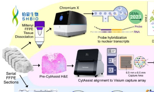 Xenium 空間原位分析高端局 | 從文獻(xiàn)解析到研究思路大揭秘