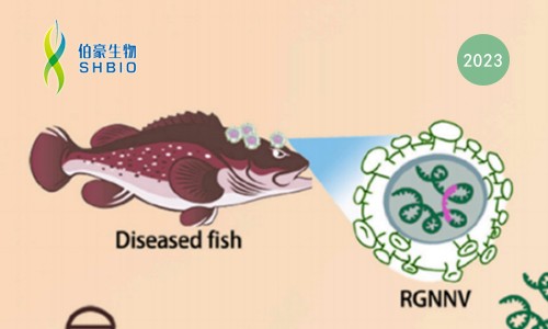 CRISPR 智庫(kù) | 基于 CRISPR/Cas13a 檢測(cè)赤點(diǎn)石斑神經(jīng)壞死病毒（RGNNV)