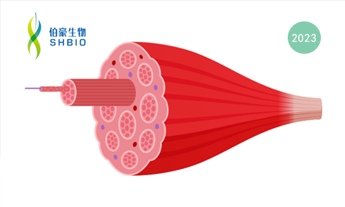 文獻(xiàn)解讀 | 單細(xì)胞和空間轉(zhuǎn)錄組學(xué)鑒定到與骨骼肌纖維化相關(guān)的巨噬細(xì)胞群
