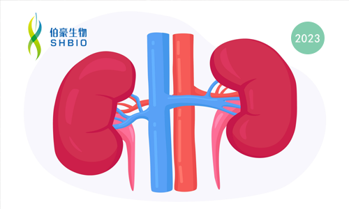 項(xiàng)目文章 | 在血糖水平變化的情況下，達(dá)格列凈可通過不同方式減輕腎臟炎癥并預(yù)防糖尿病腎病