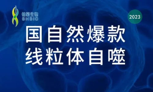 國自然爆款 | 一文吃透線粒體自噬機制和研究思路，趕緊收藏！