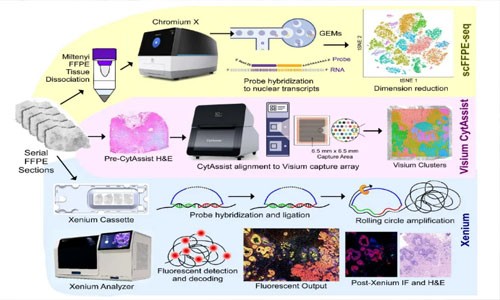 搭乘技術(shù)紅利專列，解鎖 FFPE 單細(xì)胞轉(zhuǎn)錄奧秘