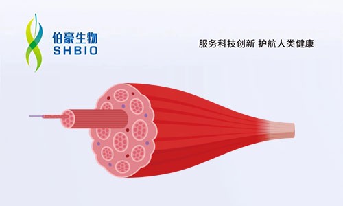 文獻(xiàn)解讀 | 單細(xì)胞核圖譜識(shí)別骨骼肌老化、脆弱和衰老的細(xì)胞特異性標(biāo)記物