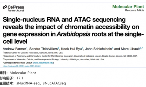 文獻(xiàn)解讀 | 單核 RNA 和 ATAC 測序揭示了染色質(zhì)可及性對擬南芥根部單細(xì)胞水平基因表達(dá)的影響