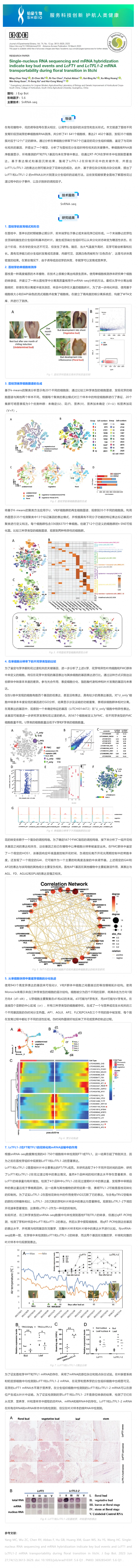 8 月 28 日 文獻解讀_單細胞核 RNA 測序和 mRNA 雜交表明了荔枝在花轉(zhuǎn)化過程中關(guān)鍵芽事件以及 LcFT1 和 LcTF
