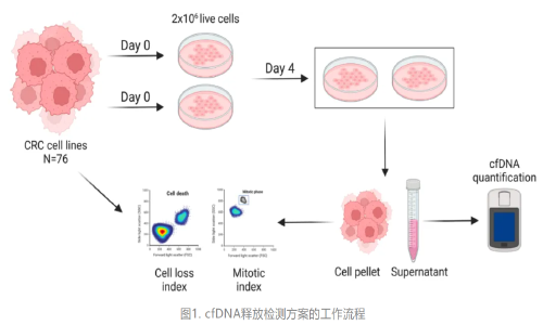 Genome Med | 首次揭示 DNA 去甲基化可促進結直腸癌細胞釋放 cfDNA，或可提高液體活檢的靈敏度