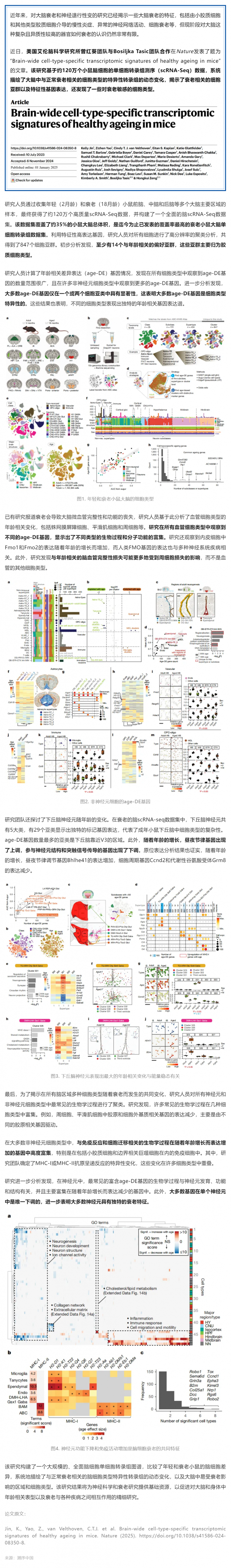 Nature _ 迄今覆蓋率最高的衰老小鼠大腦單細胞轉錄組圖譜，系統(tǒng)解析衰老相關細胞類型及特異性轉錄