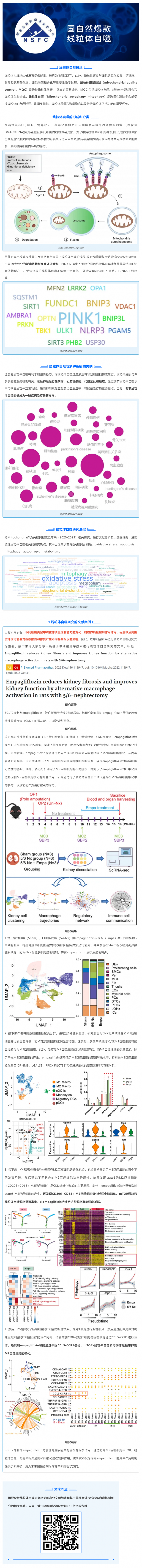 國自然爆款_一文吃透線粒體自噬機制和研究思路，趕緊收藏！