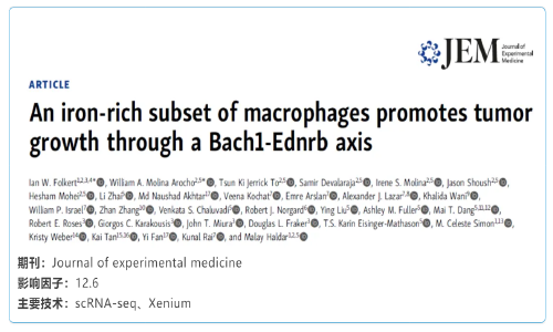 單細胞空間原位檢測技術 | 富含鐵的巨噬細胞亞群通過 Bach1-Ednrb 軸促進腫瘤生長