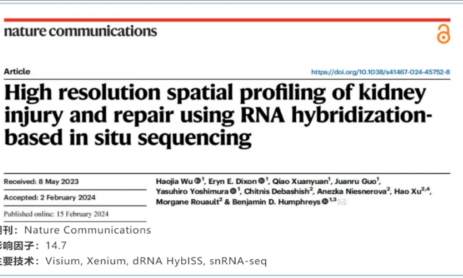 單細(xì)胞空間原位檢測(cè)技術(shù)丨利用原位測(cè)序技術(shù)對(duì)腎損傷與修復(fù)進(jìn)行高分辨率分析