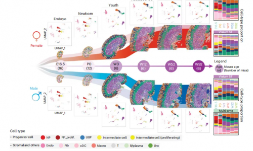 四月高分文獻(xiàn)速遞 | 空間轉(zhuǎn)錄組系列